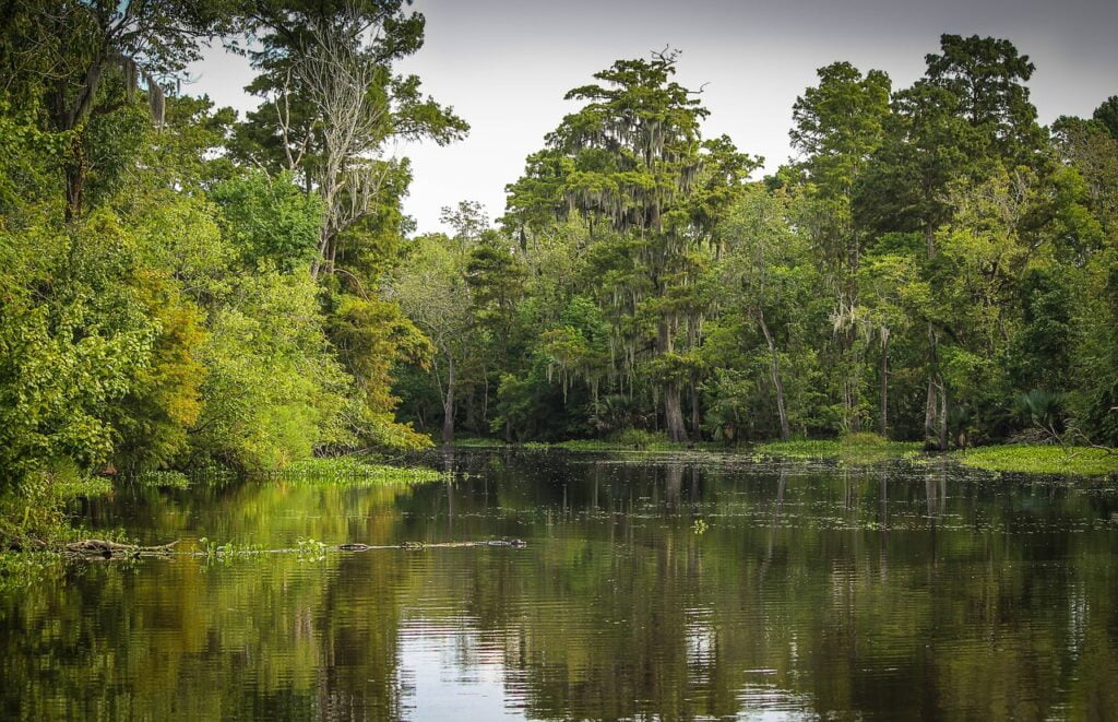 bayou, swamp, marsh-439881.jpg
