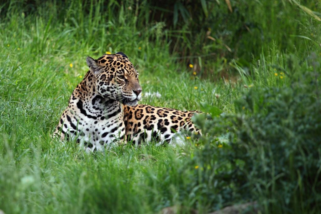 animal, carnivore, cat-2596.jpg