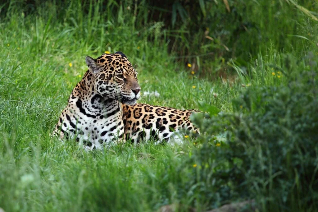 animal, carnivore, cat-2596.jpg