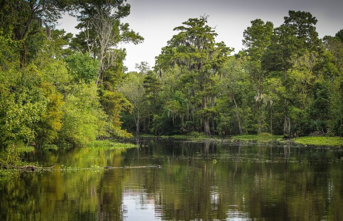 bayou, swamp, marsh-439881.jpg